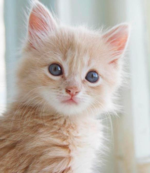 冠能幼猫粮好么：什么是幼猫免疫缺陷期？如何提高幼猫的免疫力？