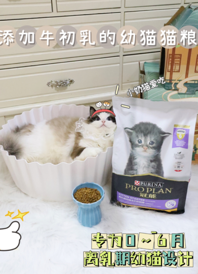 小猫吐猫粮：幼猫不吃猫粮怎么办？反思一下你的猫粮选对了吗？