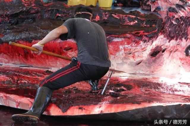 鲸鱼肉到底有多好吃？为什么冒天下之大不违也要捕杀