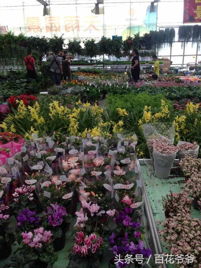 8月花市买花就选这几种，花期长、好养活、开花还特别美！
