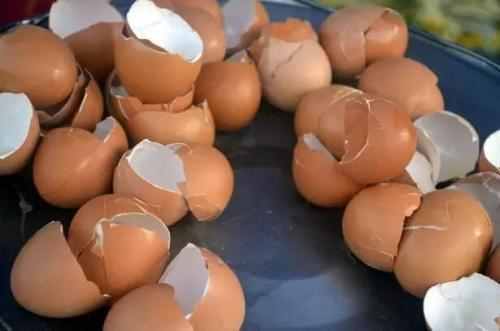 鸡蛋壳做花肥、驱虫等等，原来鸡蛋壳还有这么多用处