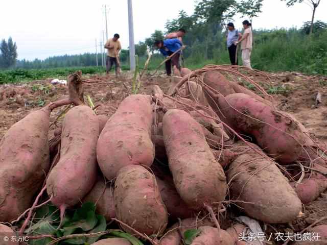 你知道红薯最佳种植季节是什么时候吗？六月份还能不能栽种红薯？