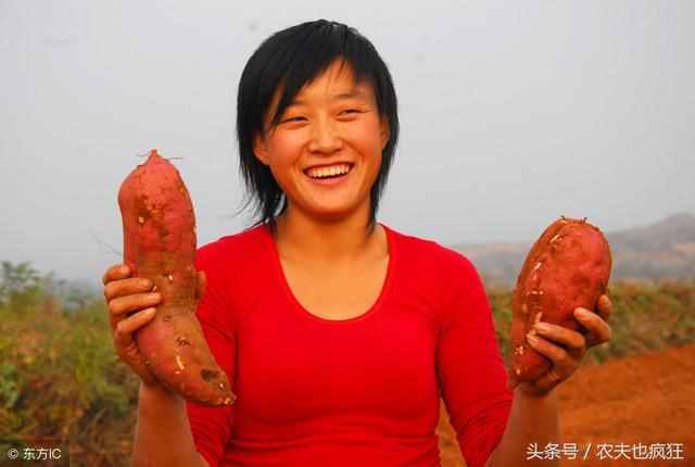 你知道红薯最佳种植季节是什么时候吗？六月份还能不能栽种红薯？