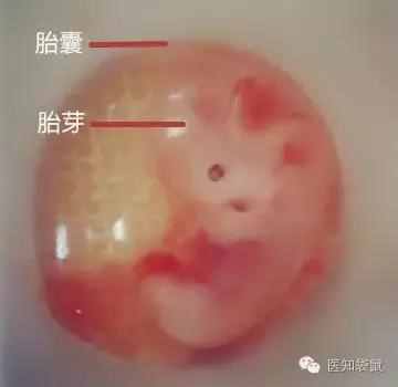 孕期胚胎大小对照表，快看胎宝宝发育正常吗？