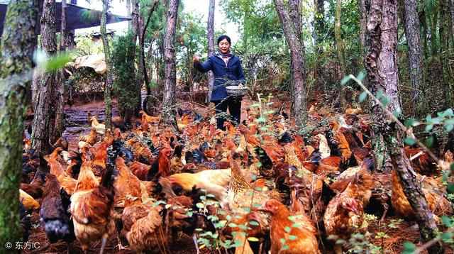 果园山林养鸡的饲养方法有哪些要点？