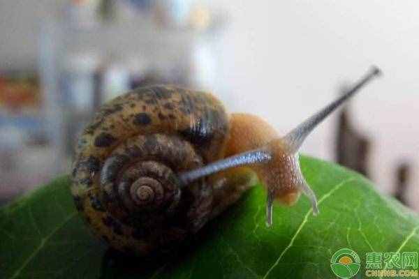 养蜗牛给它吃什么？蜗牛有哪些喂养方法？