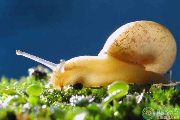 养蜗牛给它吃什么？蜗牛有哪些喂养方法？