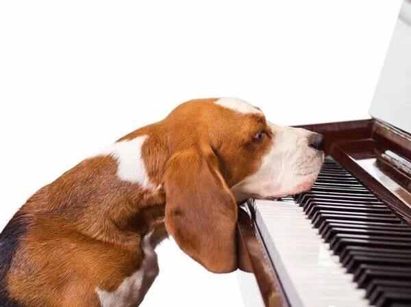 狗狗最喜欢什么音乐？音乐的各种神奇效果
