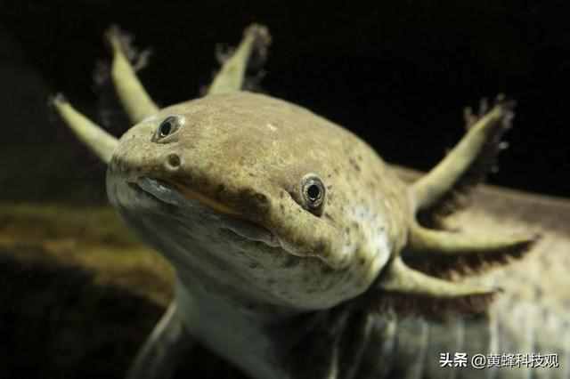 教你如何养一只被称为“火龙”宠物：“蝾螈Axolotl”