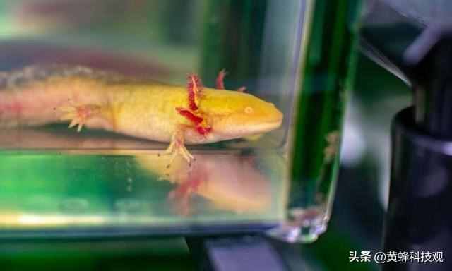 教你如何养一只被称为“火龙”宠物：“蝾螈Axolotl”