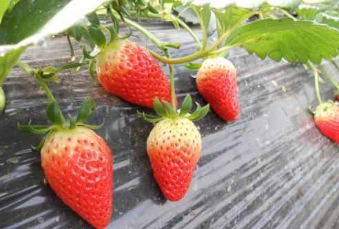 摘草莓的季节是几月份 大棚种植3月份就可以