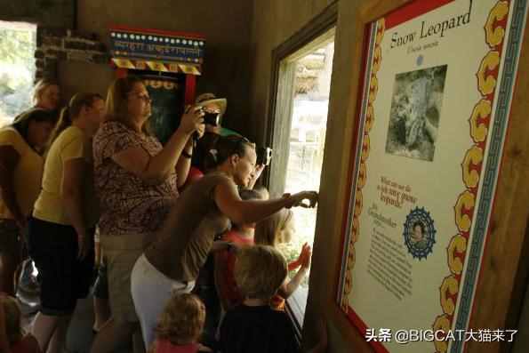 美国著名雪豹“尼玛”去世，相当于人类101岁，众多粉丝表示不舍