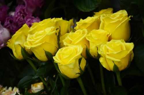 黄玫瑰花语是什么？代表什么意思？