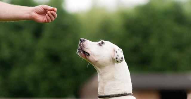 狗狗没吃的就不听话，用零食训练有技巧，也可以用其他奖励