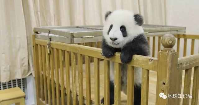 熊猫为什么是国宝？为什么只有中国有熊猫？