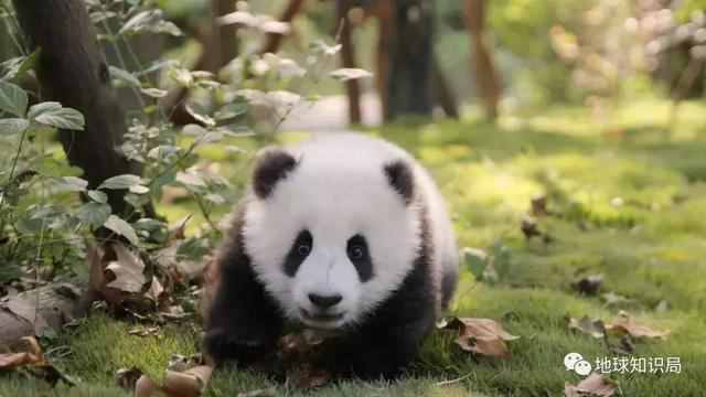 熊猫为什么是国宝？为什么只有中国有熊猫？