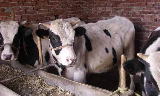 他开养殖场养奶牛，日产牛奶15吨