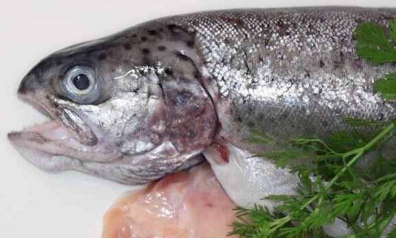 鲑鱼多少钱一斤 鲑鱼怎么做好吃