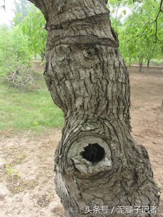 农村枣园中的这些神秘树洞，到底咋形成？