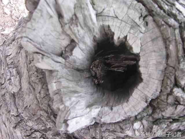 农村枣园中的这些神秘树洞，到底咋形成？