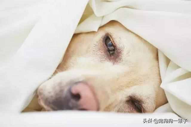 8种常见的狗狗健康问题，症状和治疗方法