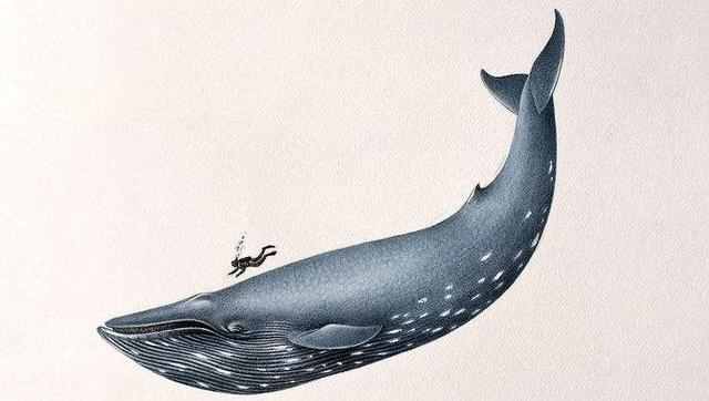 百余吨重的鲸鱼，祖先竟是这种陆生小动物，为啥又从陆地回到水里