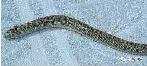 玻璃蛇竟不是蛇，长的像蛇但它却是一种蜥蜴