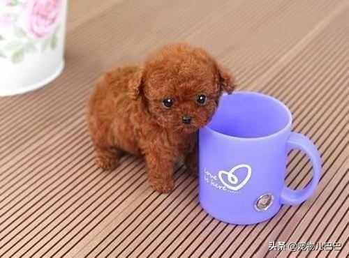 长不大的小泰迪狗狗，可爱的茶杯泰迪犬