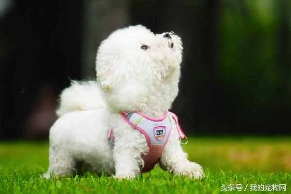 什么狗狗长不大，第一种最多人养，京城名犬却排第五