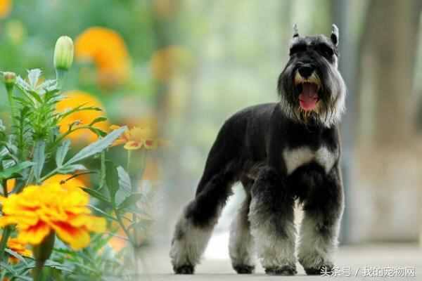 什么狗狗长不大，第一种最多人养，京城名犬却排第五