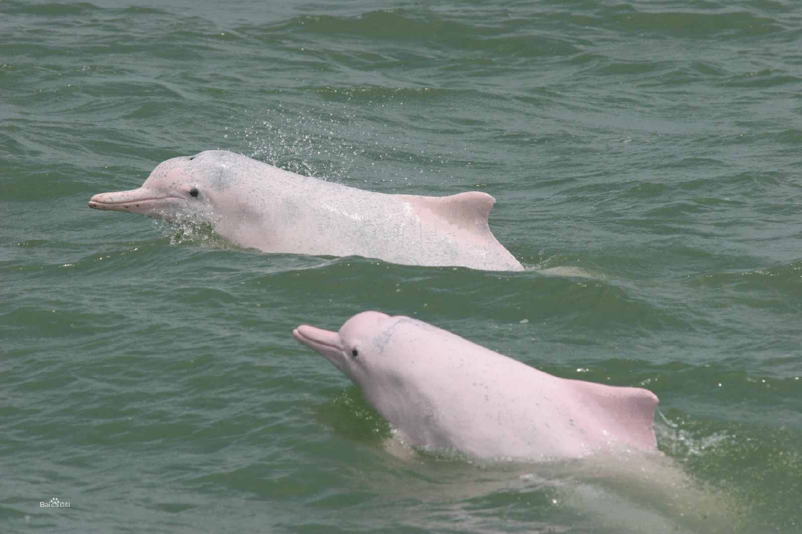 海豚妈妈在海里是如何给小海豚喂奶的？