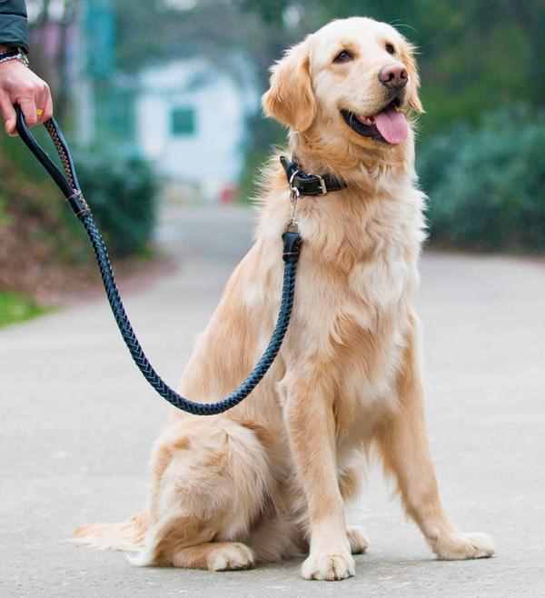最简单有效的狗狗训练方法，你错过了吗？