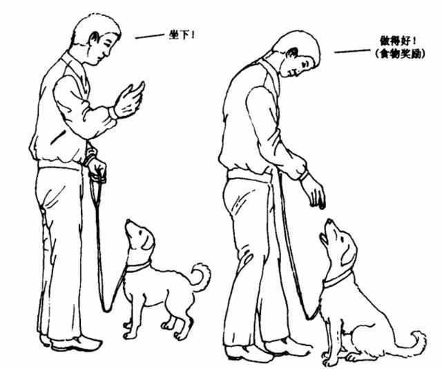 最简单有效的狗狗训练方法，你错过了吗？