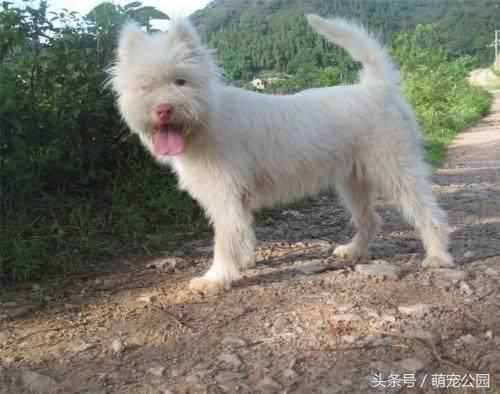 中华名犬——下司犬