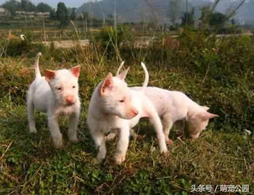 中华名犬——下司犬