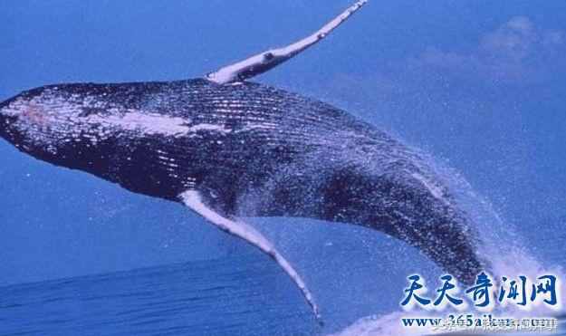 鲸鱼的祖先是什么动物 说出来你可能不信竟然是一条狗
