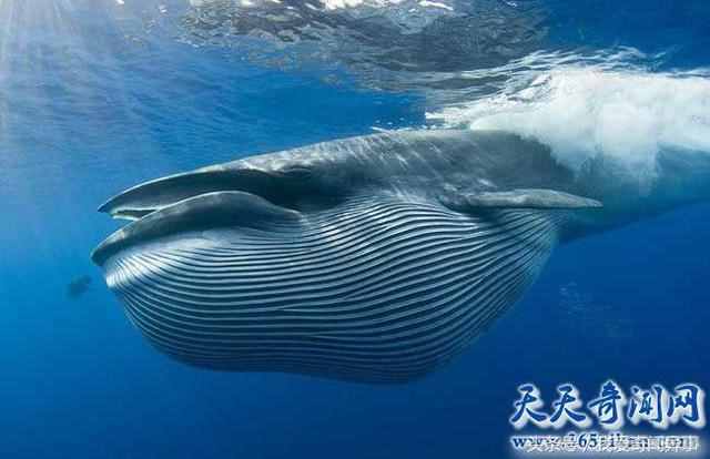 鲸鱼的祖先是什么动物 说出来你可能不信竟然是一条狗