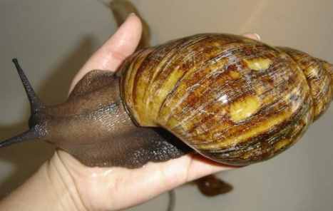 非洲蜗牛能不能吃 非洲蜗牛有毒吗