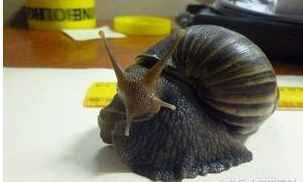 非洲蜗牛能不能吃 非洲蜗牛有毒吗