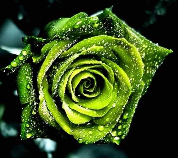 绿玫瑰介绍、玫瑰系列之绿玫瑰，送给永不老去的爱情
