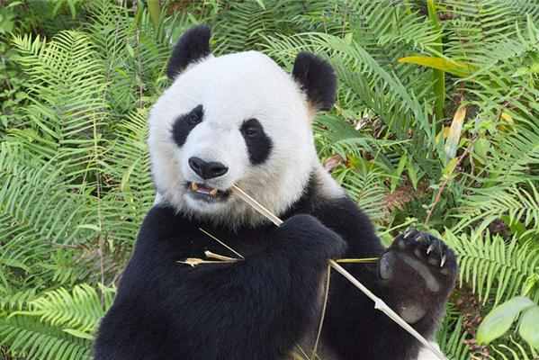 为什么中国的国宝是大熊猫？