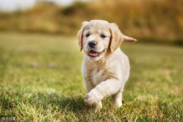 小金毛犬训练方法，一般什么时候开始？