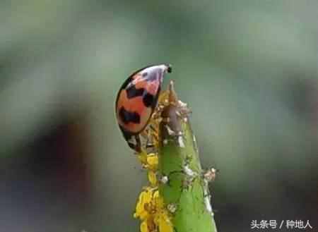 身为益虫的“七星瓢虫”近80天的生命期可捕食上万头有害蚜虫