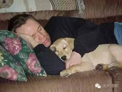 狗狗为什么喜欢跟主人睡？可以和狗狗一起睡吗？