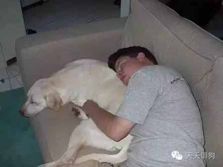 狗狗为什么喜欢跟主人睡？可以和狗狗一起睡吗？
