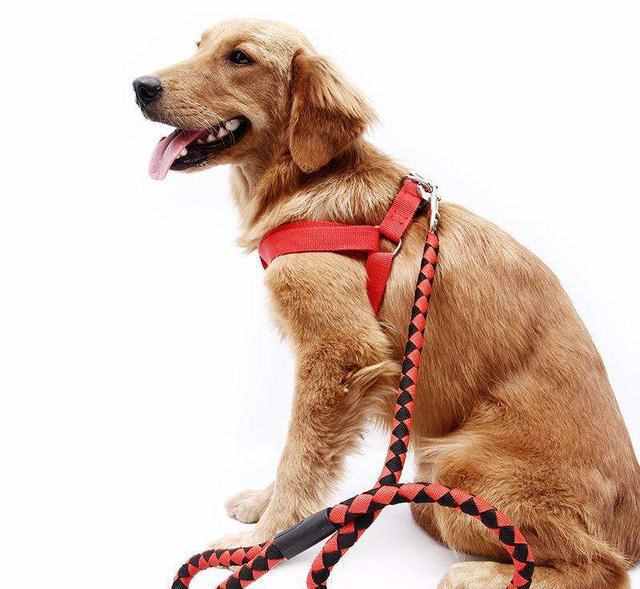 选购狗狗脖圈和牵引带方法和技巧？
