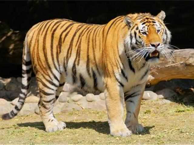 在自然界当中老虎最具怕什么呢？专家给出答案！