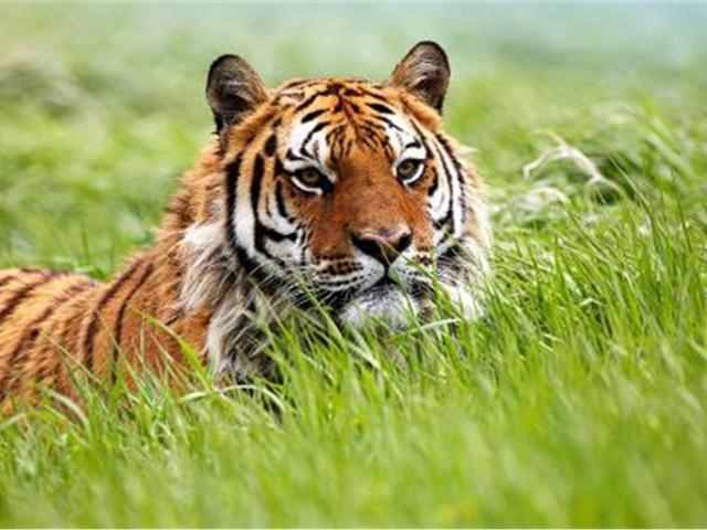 在自然界当中老虎最具怕什么呢？专家给出答案！
