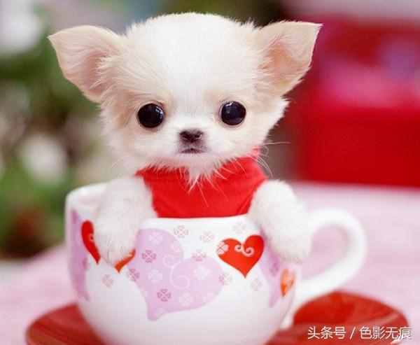 小巧可爱的茶杯犬多少钱一只？价格之高出乎你的想象，差一点的都要1万多