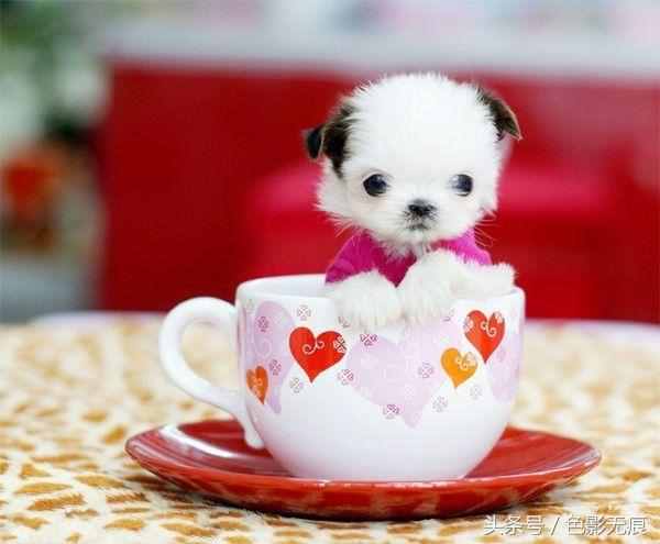小巧可爱的茶杯犬多少钱一只？价格之高出乎你的想象，差一点的都要1万多
